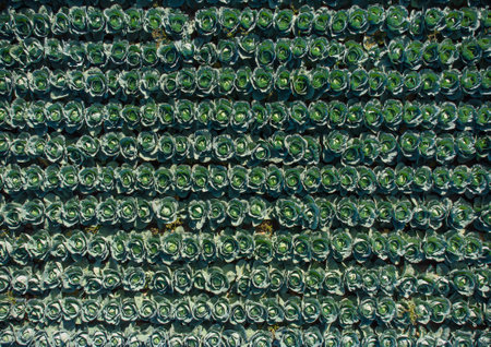 Aerial view of a field of cabbage. Agriculture Field Background.の写真素材