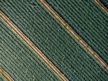 Aerial view of a field of cabbage. Agriculture Field Background.の写真素材