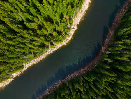 An aerial top view of the fir forest near the Big Lake in the Rhodope Mountains of Bulgaria