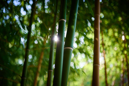 A dense bamboo grove captivates with its unique beauty.の写真素材