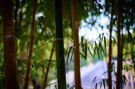 A dense bamboo grove captivates with its unique beauty.の写真素材