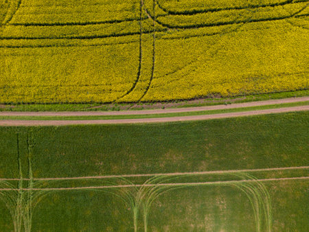 aerial top view of a yellow rapeseed field and green wheat field divided by a rustic dirt road.の写真素材