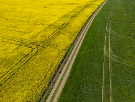 aerial top view of a yellow rapeseed field and green wheat field divided by a rustic dirt road.の写真素材
