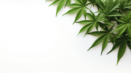 Marijuana leaves, green on a white background with copy space.の素材