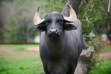 A large water buffalo on a grassy farm under the trees in the afternoon sunlight