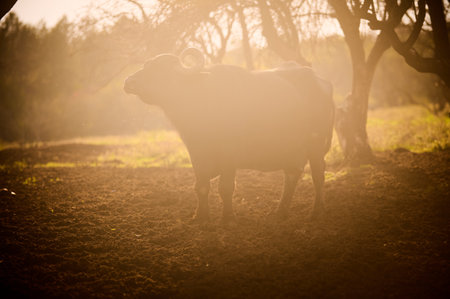 Silhouette of a water buffalo in a golden sunset, standing in a dusty field surrounded by trees,...