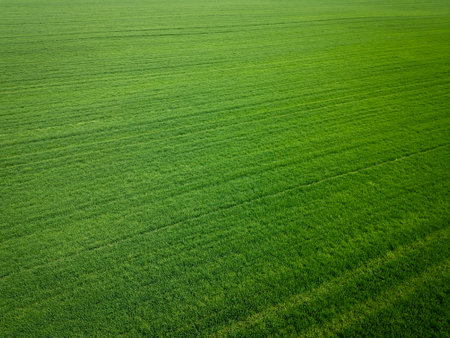 Aerial view of a vibrant green agricultural field with young crops, showing parallel lines and rich texture of cultivated land in springの写真素材