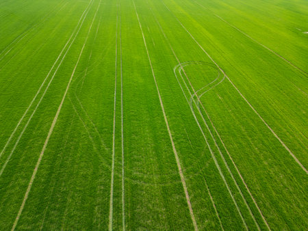 Aerial view of a vibrant green agricultural field with young crops, showing parallel lines and rich texture of cultivated land in springの写真素材