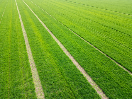 Aerial view of a vibrant green agricultural field with young crops, showing parallel lines and rich texture of cultivated land in springの写真素材