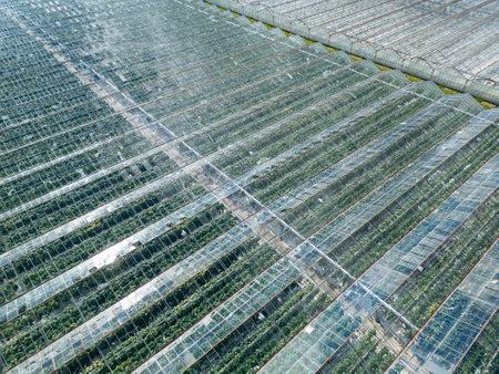 Top view of large greenhouses with visible plant rows inside, used for controlled agricultural production, surrounded by greenery on a farmの写真素材