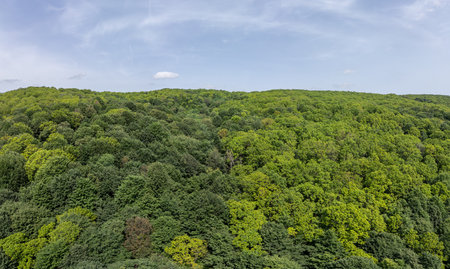 Dense green forest in Strandzha Nature Park, Bulgaria. Aerial view of untouched woodland with rich summer foliage under clear sky. Natural reserve and eco-tourism destinationの写真素材
