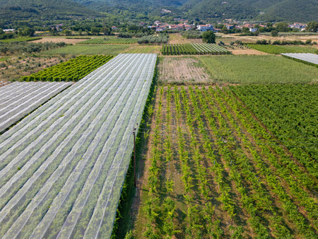 Aerial drone view of cultivated farmland with vineyards, orchards, and protective greenhouse nets. Neat rectangular plots form a colorful agricultural mosaic near a rural roadの写真素材