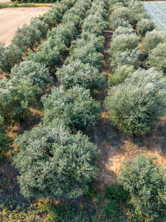Aerial view of an olive grove with evenly spaced trees in neat rows. Traditional Mediterranean agricultural landscape, perfect for concepts of farming, food production, and sustainabilityの写真素材