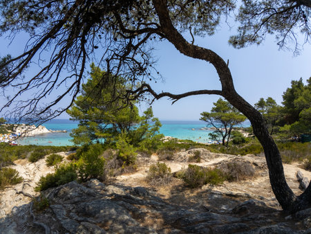 Scenic view of a turquoise sea and sandy beach framed by pine trees and rocky terrain on a sunny summer dayの写真素材