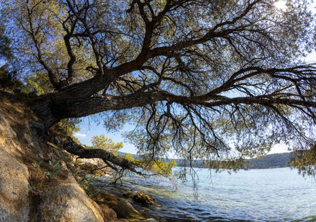Scenic view of a pine tree growing on a rocky shore by the crystal-clear sea, with branches extending over the water under a sunny blue sky.の写真素材