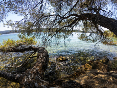 Scenic view of a pine tree growing on a rocky shore by the crystal-clear sea, with branches extending over the water under a sunny blue sky.の写真素材