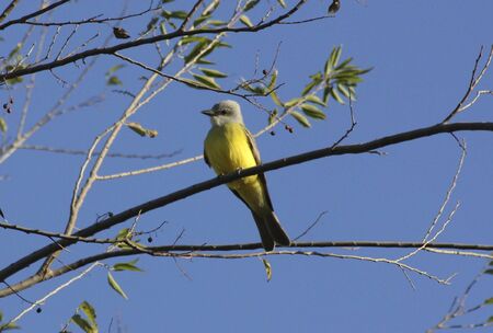A tropical kingbird on a tree branch, surveying his surroundings.