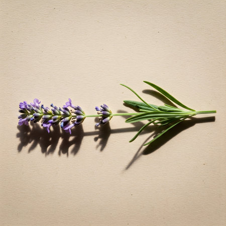 Lavender flowers on a beige paper background. Toned.の素材