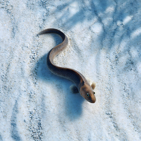 Hag fish underwater creature sand in the Caribbean sea.の素材