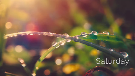morning dew on the grass, nature background. soft focus.の素材