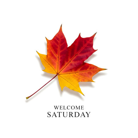 Autumn maple leaf isolated on white background. Vector illustration for your designの素材