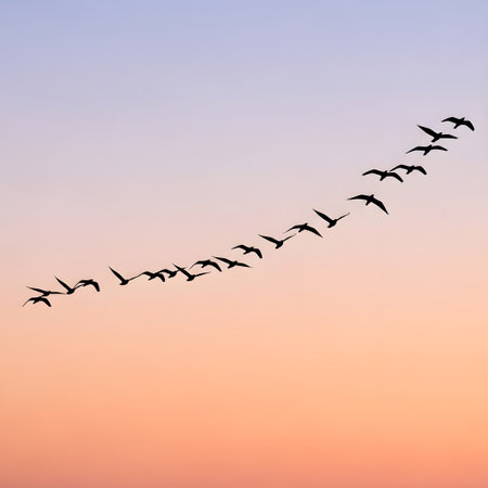 a flock of geese flying in the sunset sky as a backgroundの素材