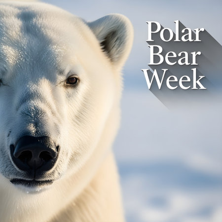 Close-Up Portrait of a Polar Bear with Glistening Fur and Blurred Snowy Backgroundの素材