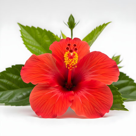 Red hibiscus flower isolated on white background, Symbol of Angolaの素材