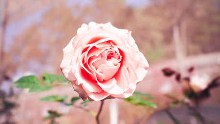 Pink Rose blossoming flowers spring tree,selected focusの写真素材