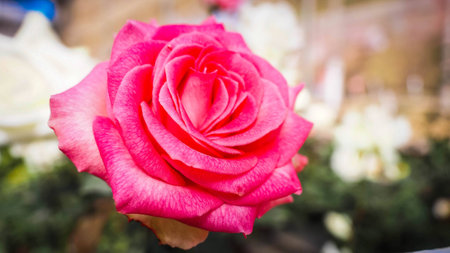 Rose blossoming flowers spring tree,selected focusの写真素材