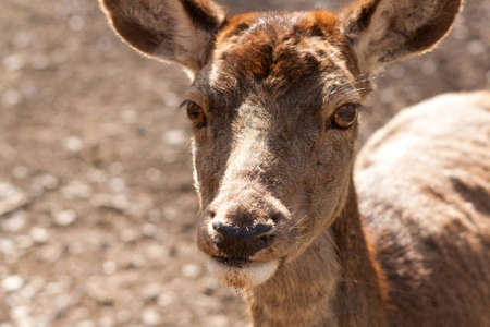 close-up of a deerの写真素材