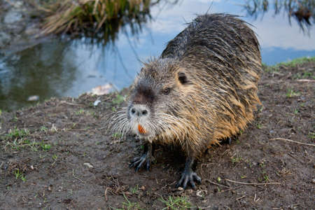 nutria back from bathingの写真素材