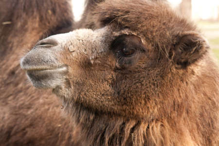 close-up of a camelの写真素材