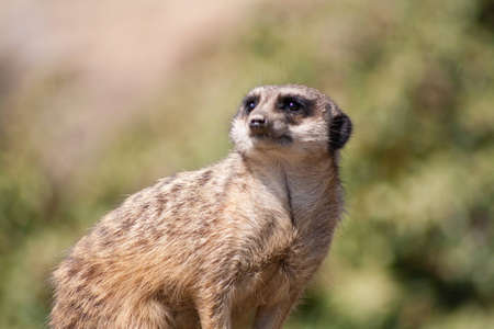 little meerkatの写真素材