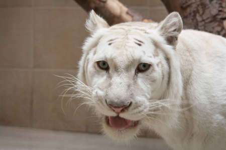 snarling white tigerの写真素材
