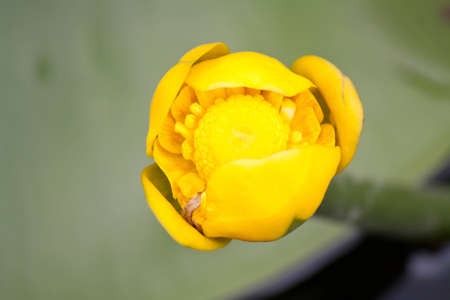 close-up of a buttercupの写真素材