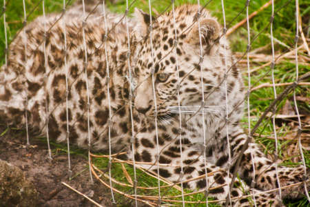 leopardの写真素材