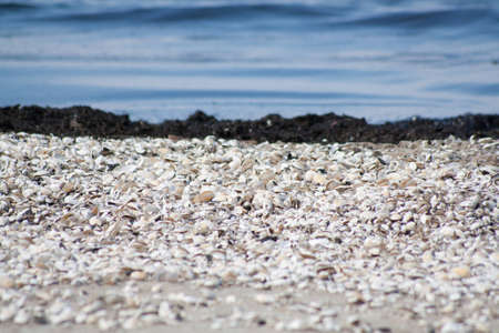 shells at the beachの写真素材
