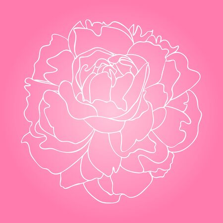 Blooming peony. White flower outline isolated on pink gradient background. Vector illustration for decoration, prints, cards, postersのイラスト素材