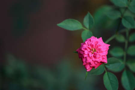 Flowerの写真素材