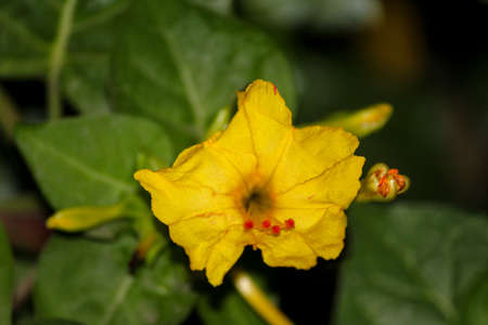 FLOWERの写真素材