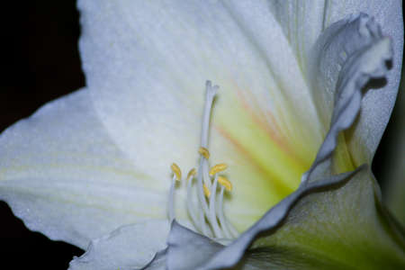 FLOWERの写真素材