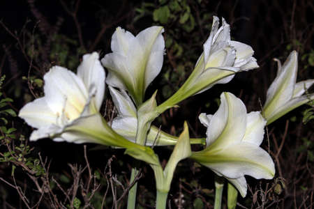 FLOWERの写真素材