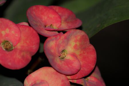 FLOWERの写真素材