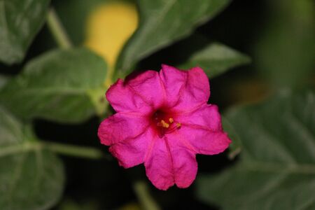 FLOWERの写真素材