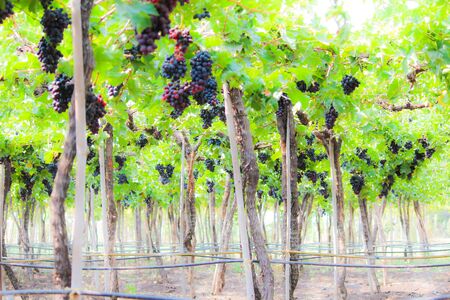 Pics are from directly in grapes gardenの写真素材