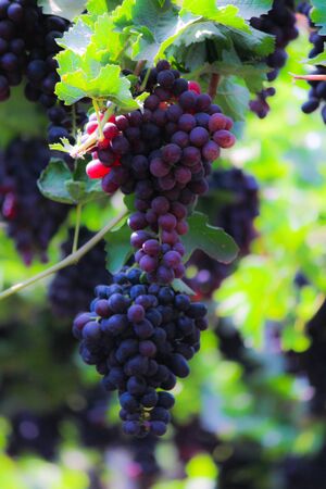 Pics are from directly in grapes gardenの写真素材