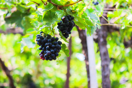 Pics are from directly in grapes gardenの写真素材