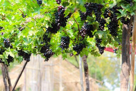 Pics are from directly in grapes gardenの写真素材