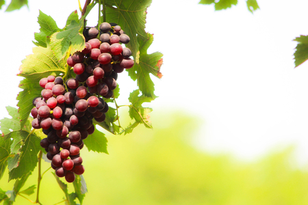 Pics are from directly in grapes gardenの写真素材